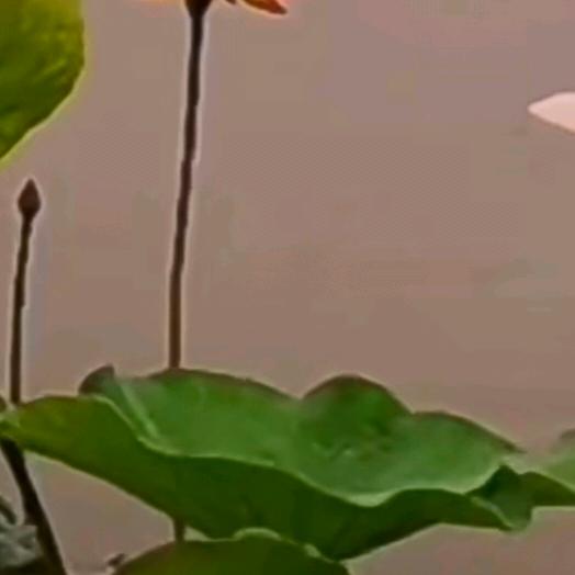 落叶才知秋