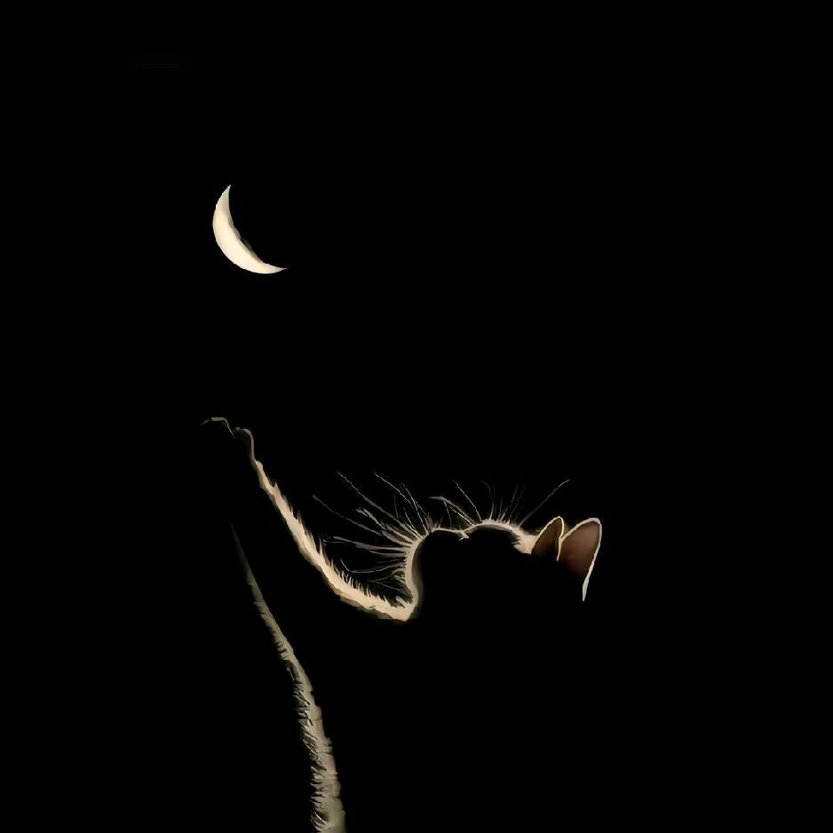 我嘞个小唐人呀