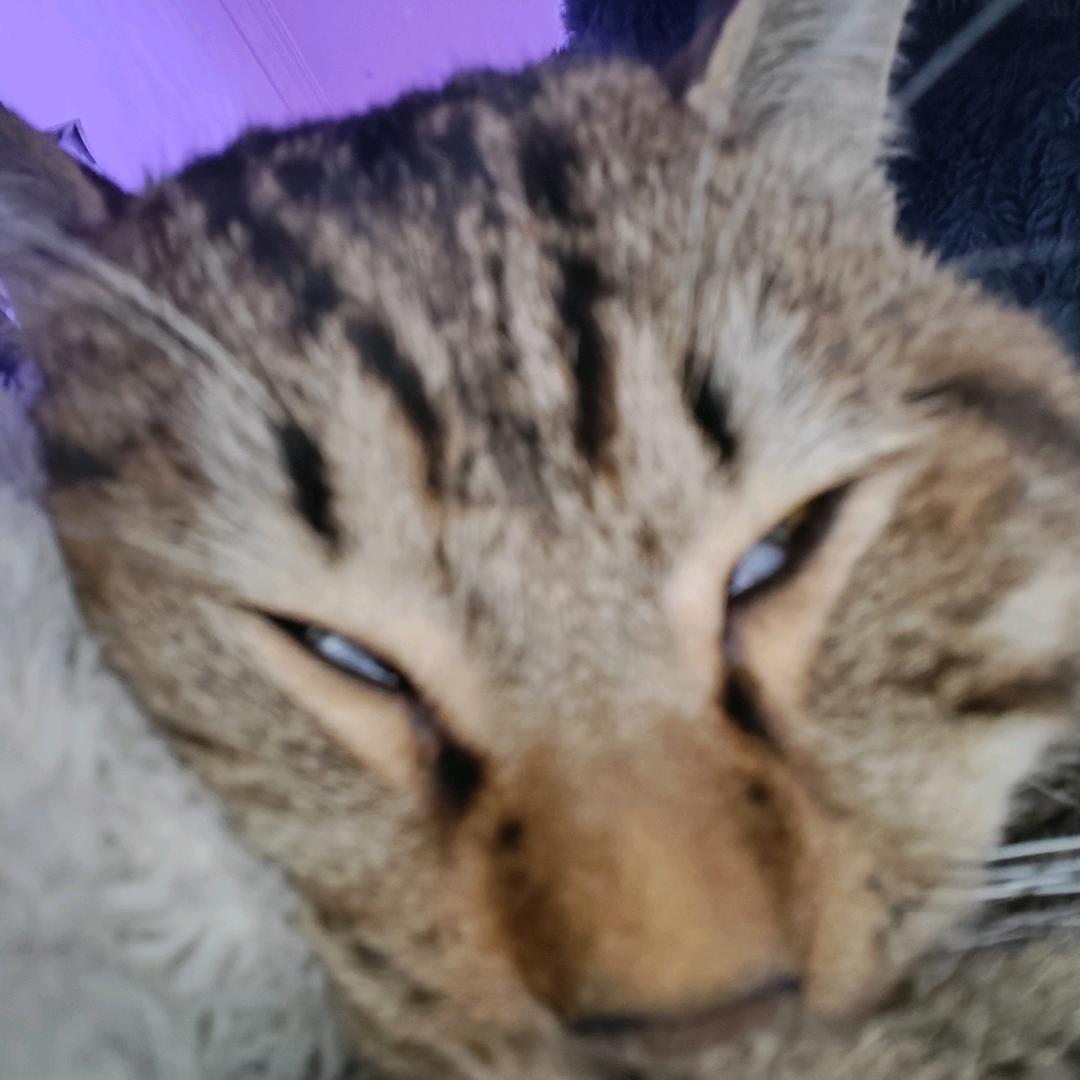 不吃香菜（牛马版）