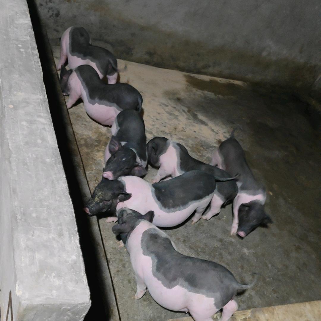🐷🐷