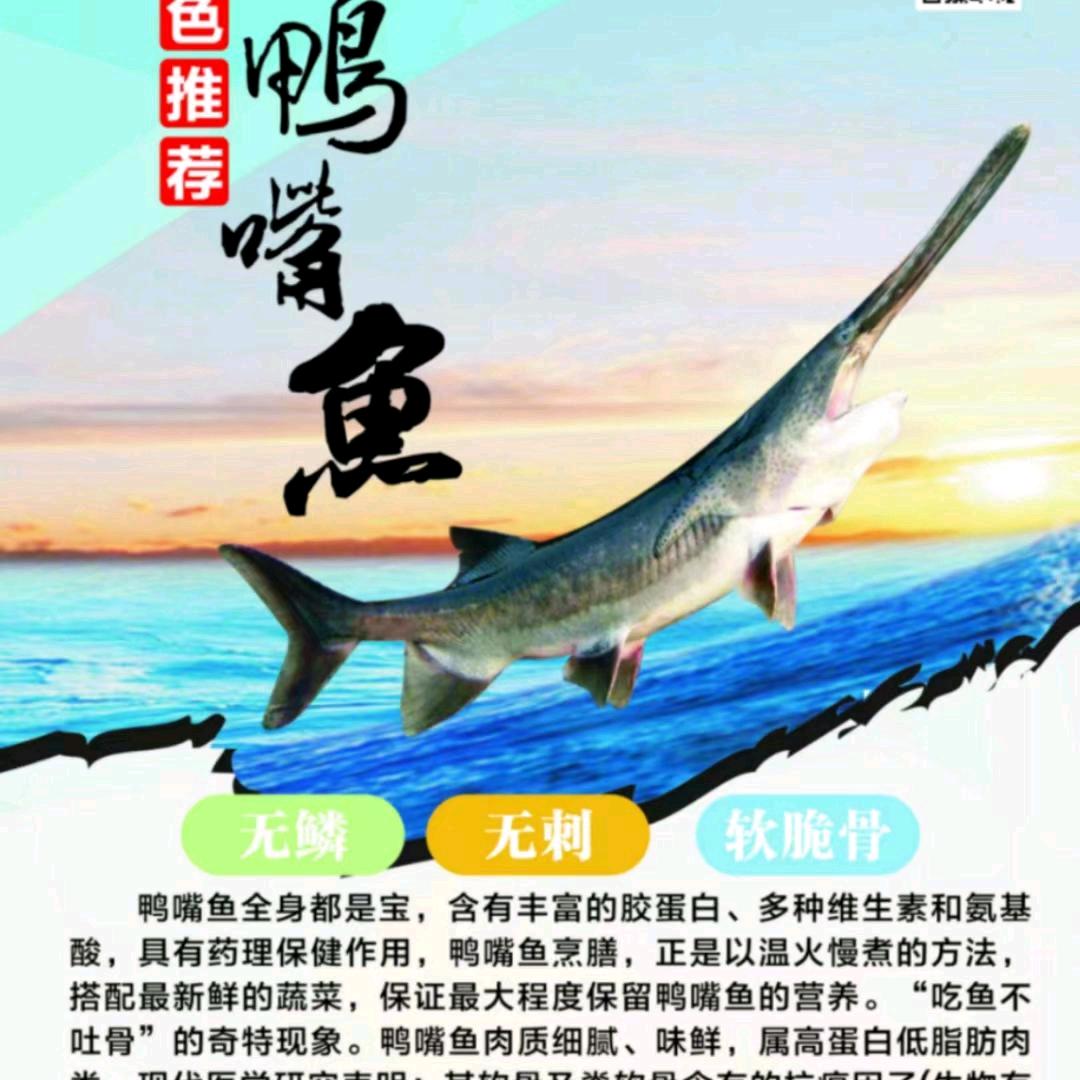 鸭嘴鱼繁殖养殖基地