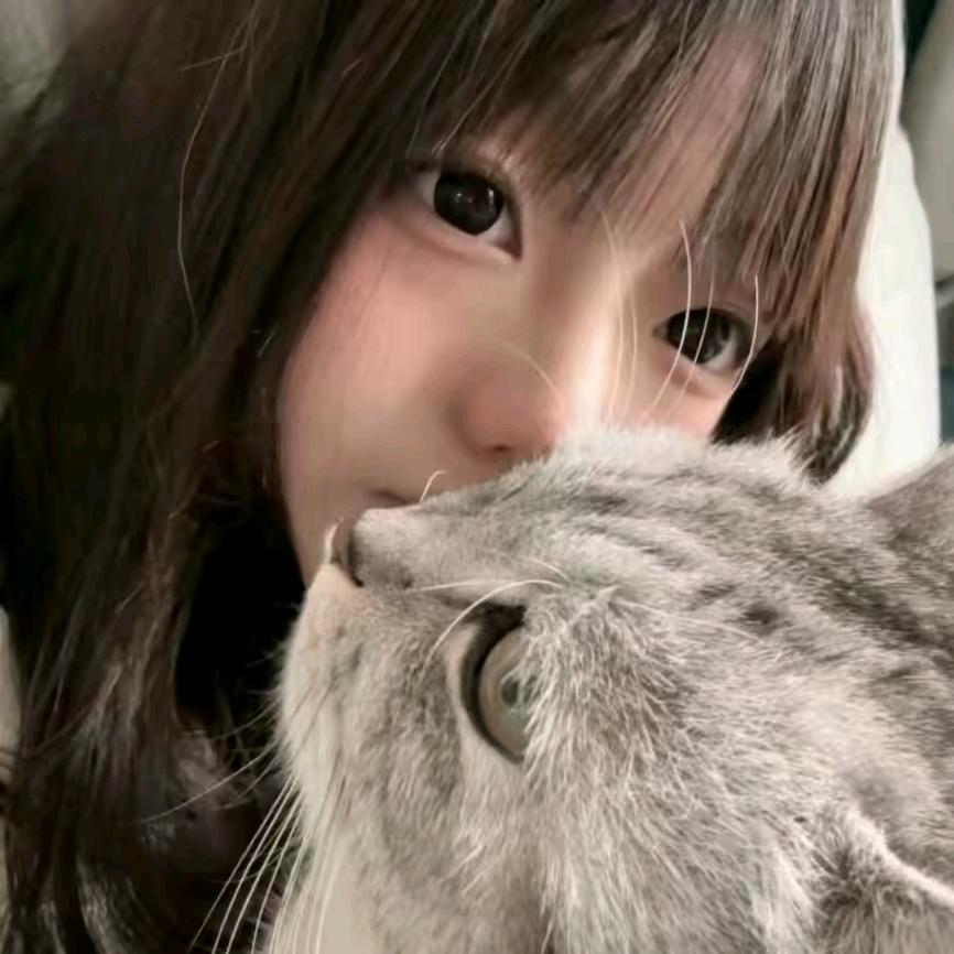 鹅不呆