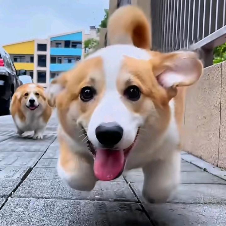 乂氼