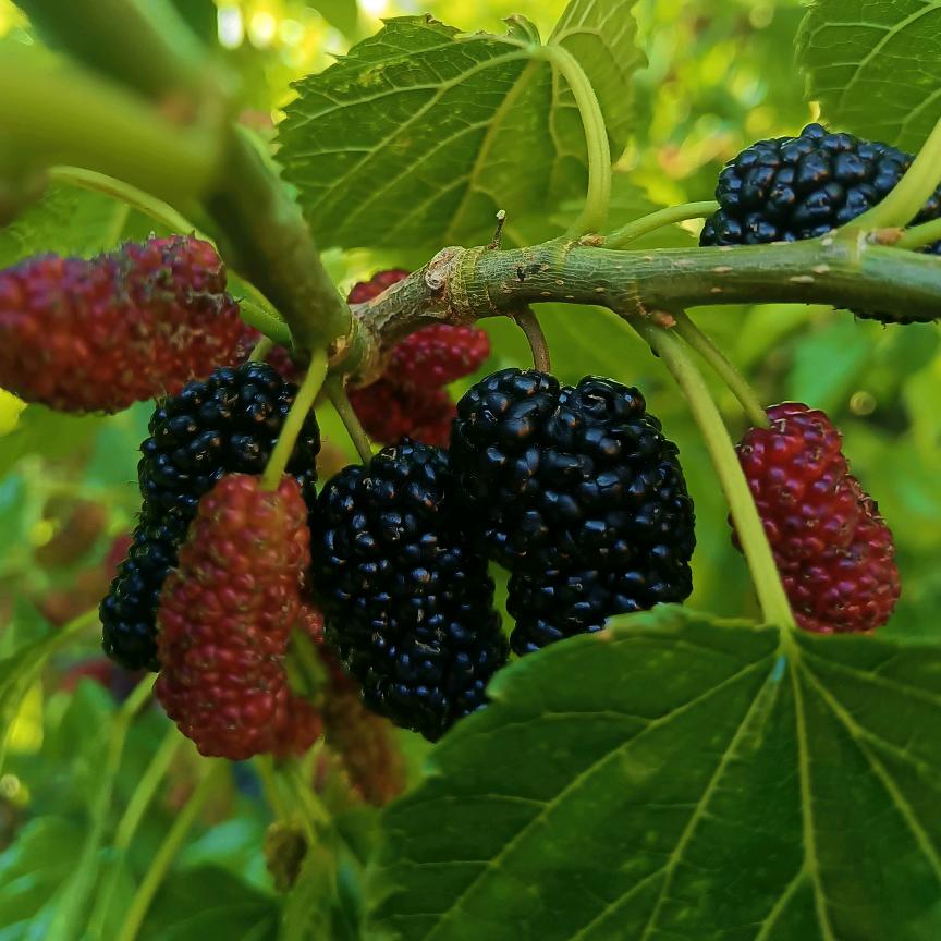 果酥堂果坊（桑椹干）