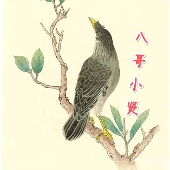 八（哥小贤）