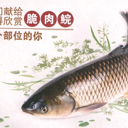 中山脆肉鲩(陶元店)