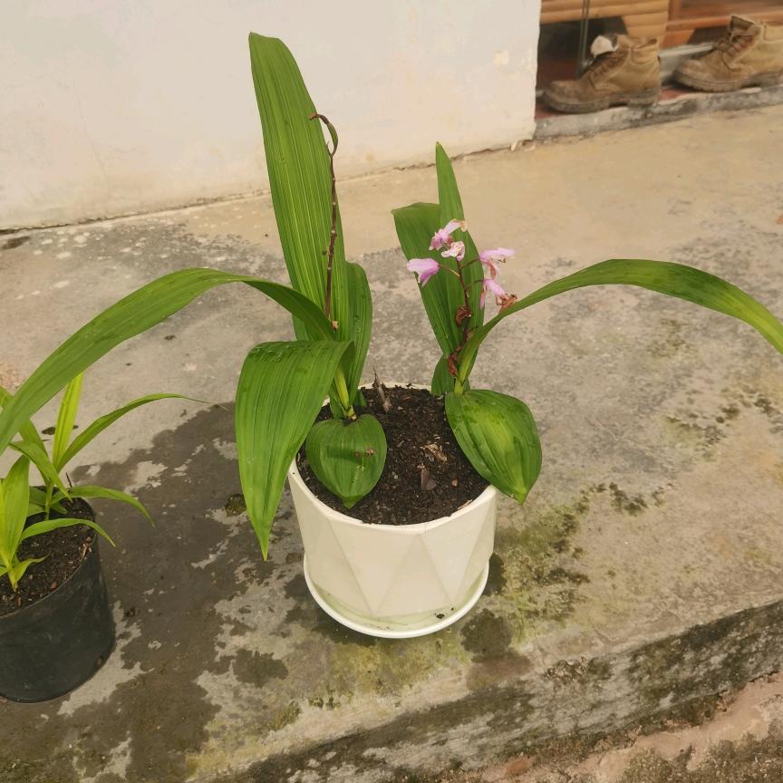 紫花中宽叶白及