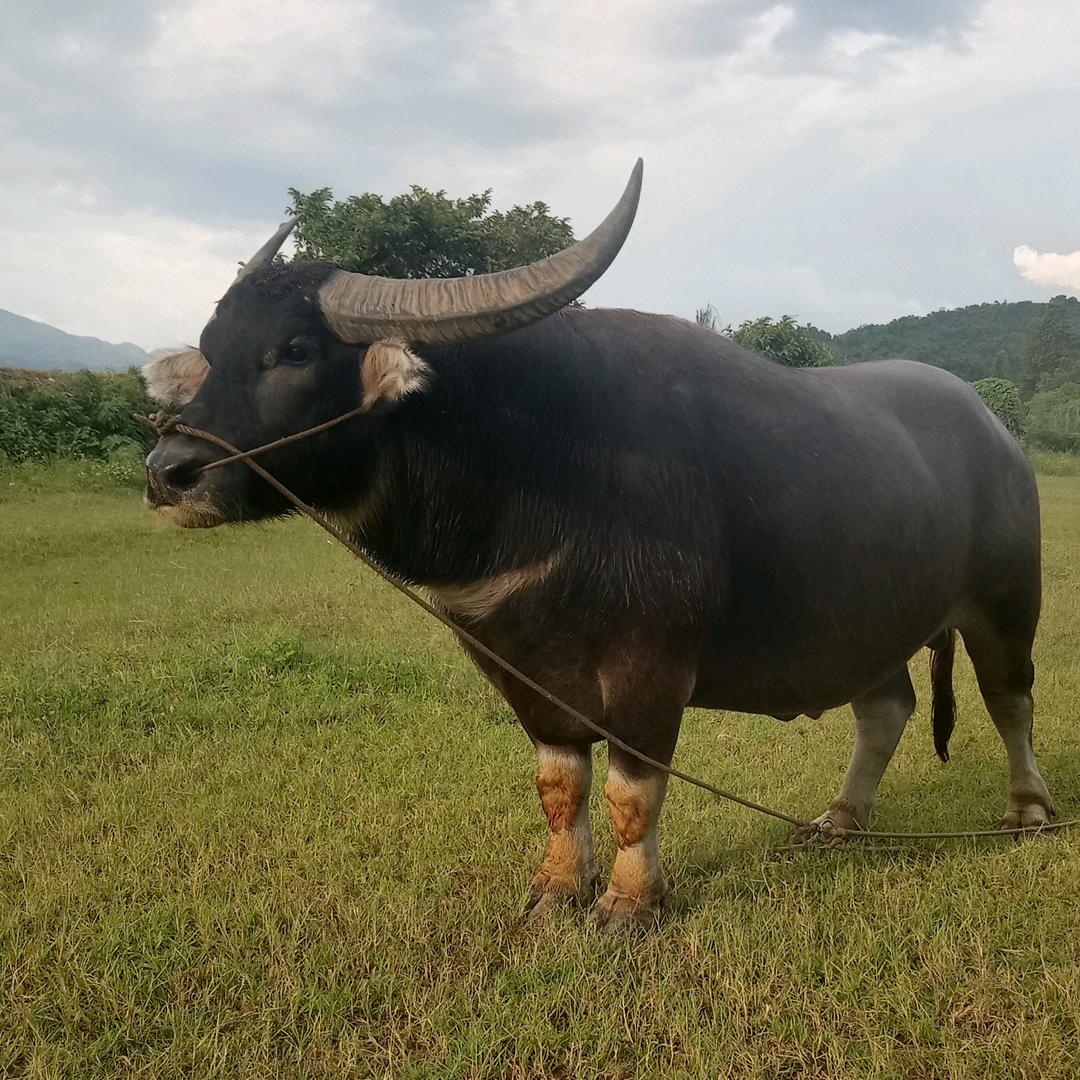 喜欢就好🐂123🐂🐂(⁎⁍̴̛ᴗ⁍