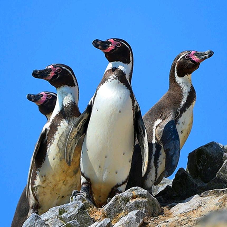 QQ🐧管家 Mr.涛 （原波比爹）
