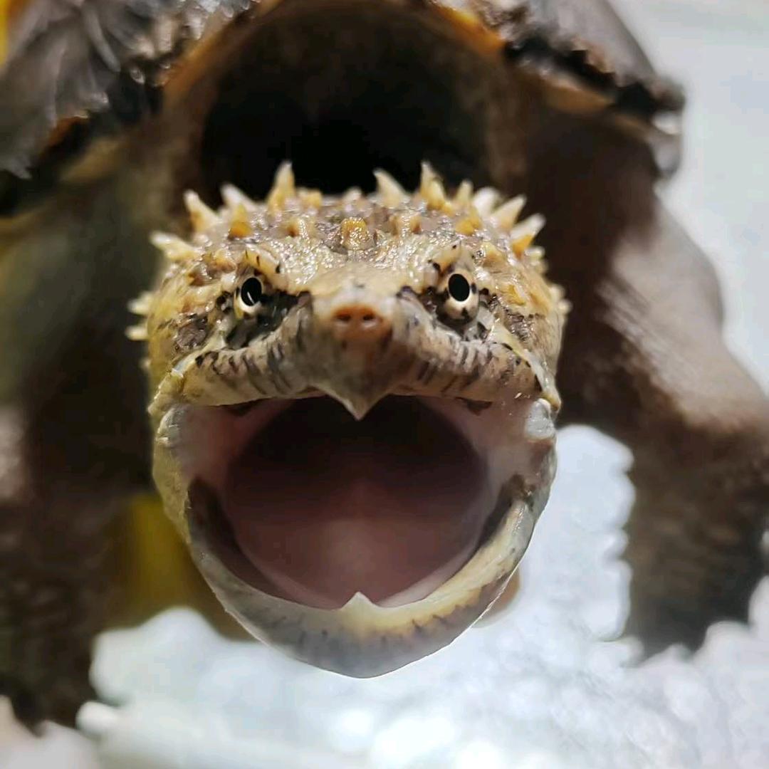 六宝龟宠的头像