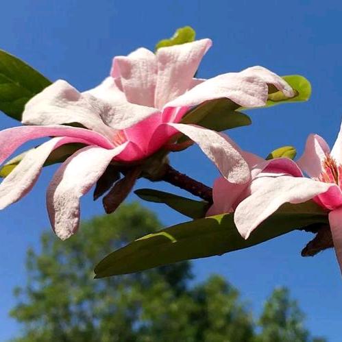 ᭄余生ᝰᩚ随心ꦿ໌