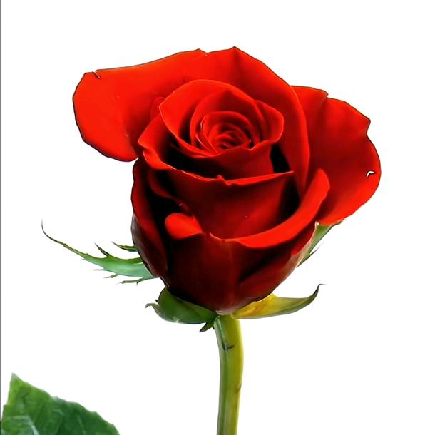五🌹妹