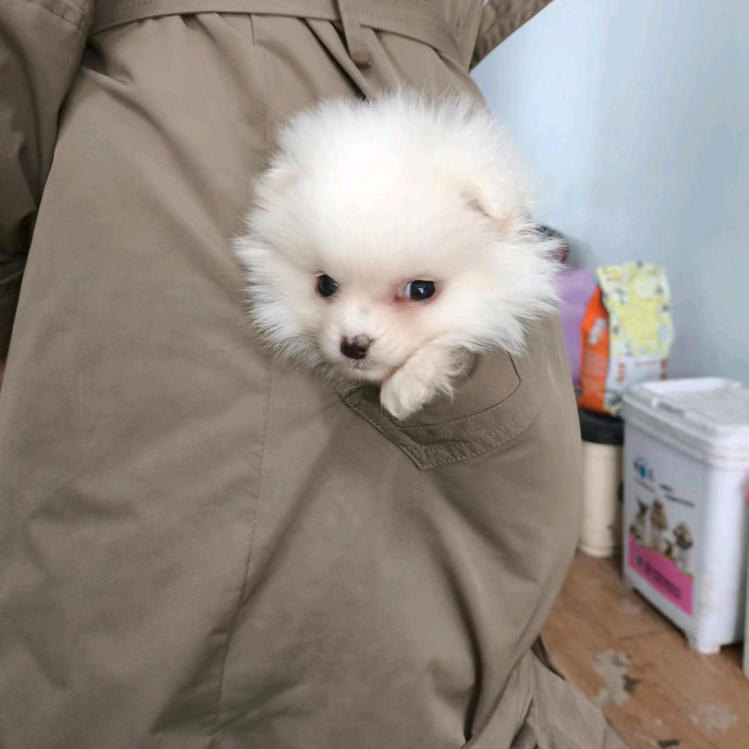 沙洋县圈圈宠物店