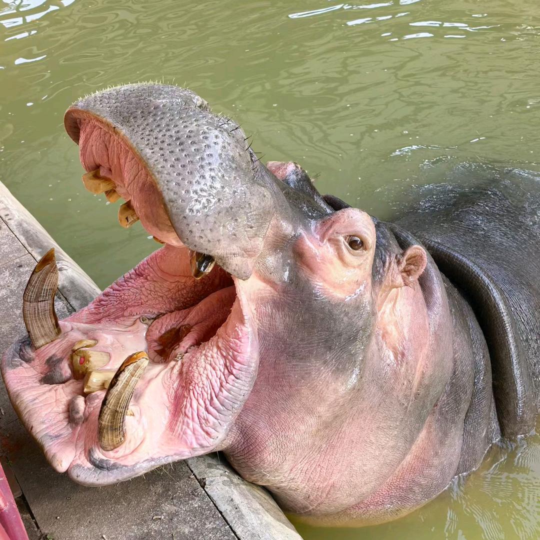 小河马🦛