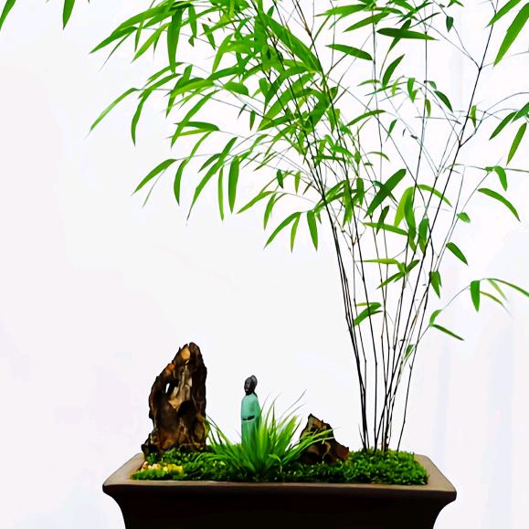 河边柳