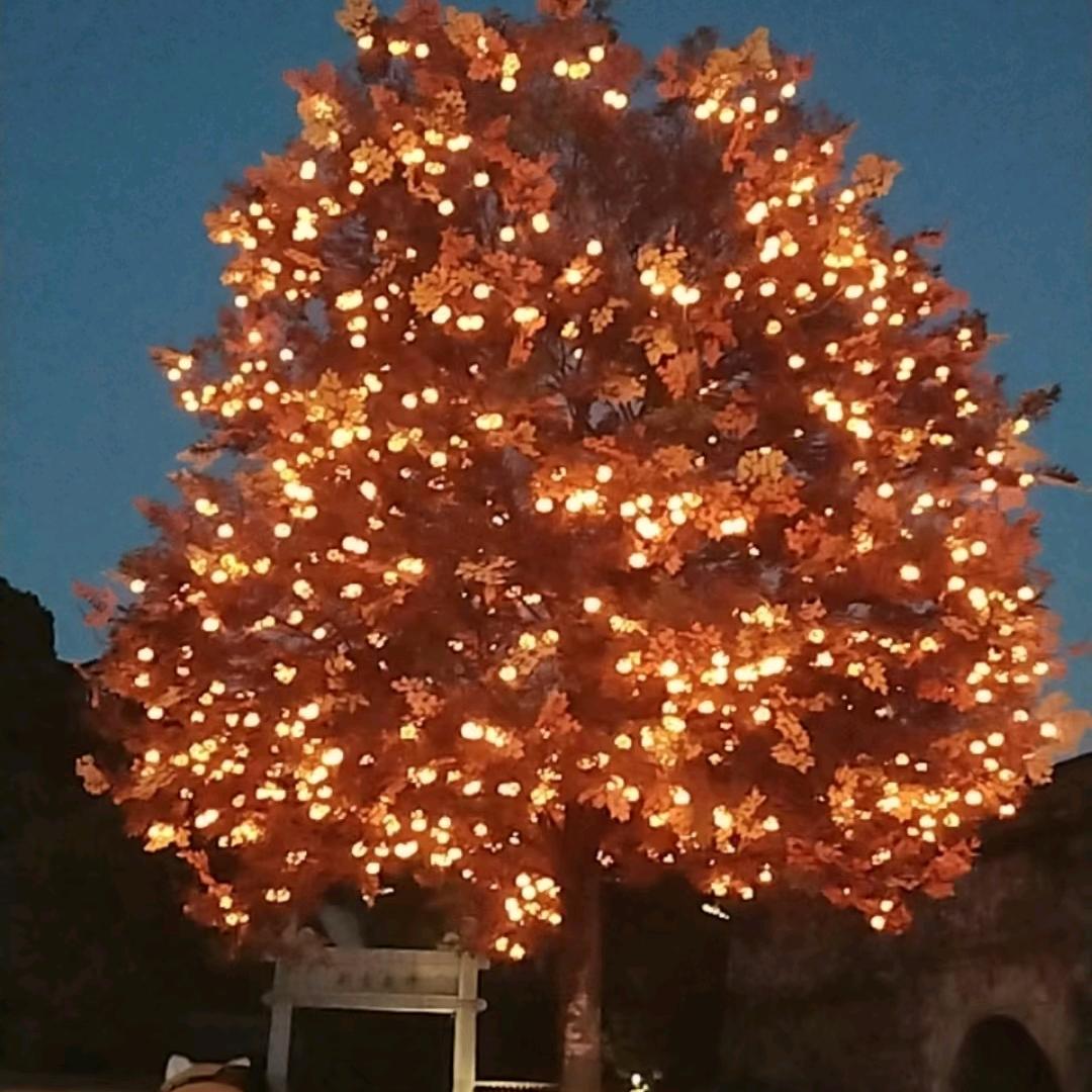 万般皆是命半点不由人