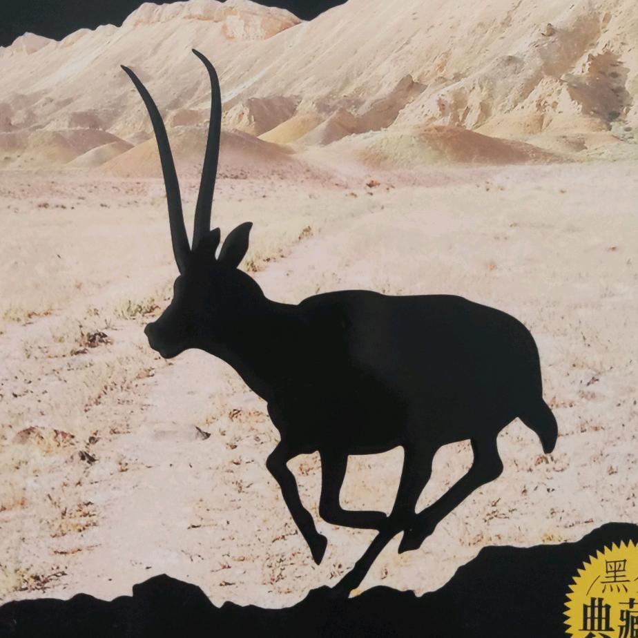 最后的藏铃羊群