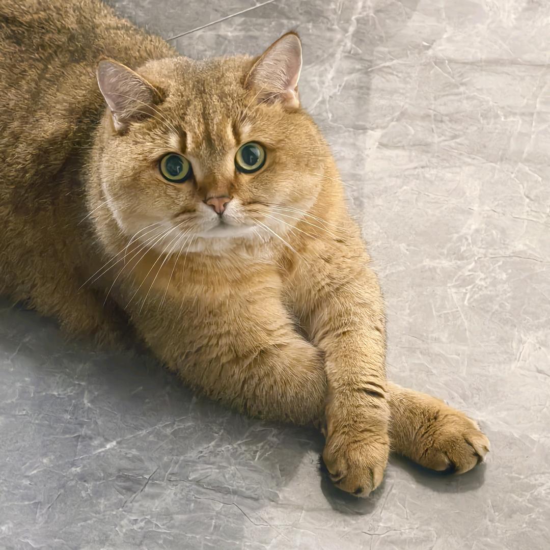 猫猫喵喵叫