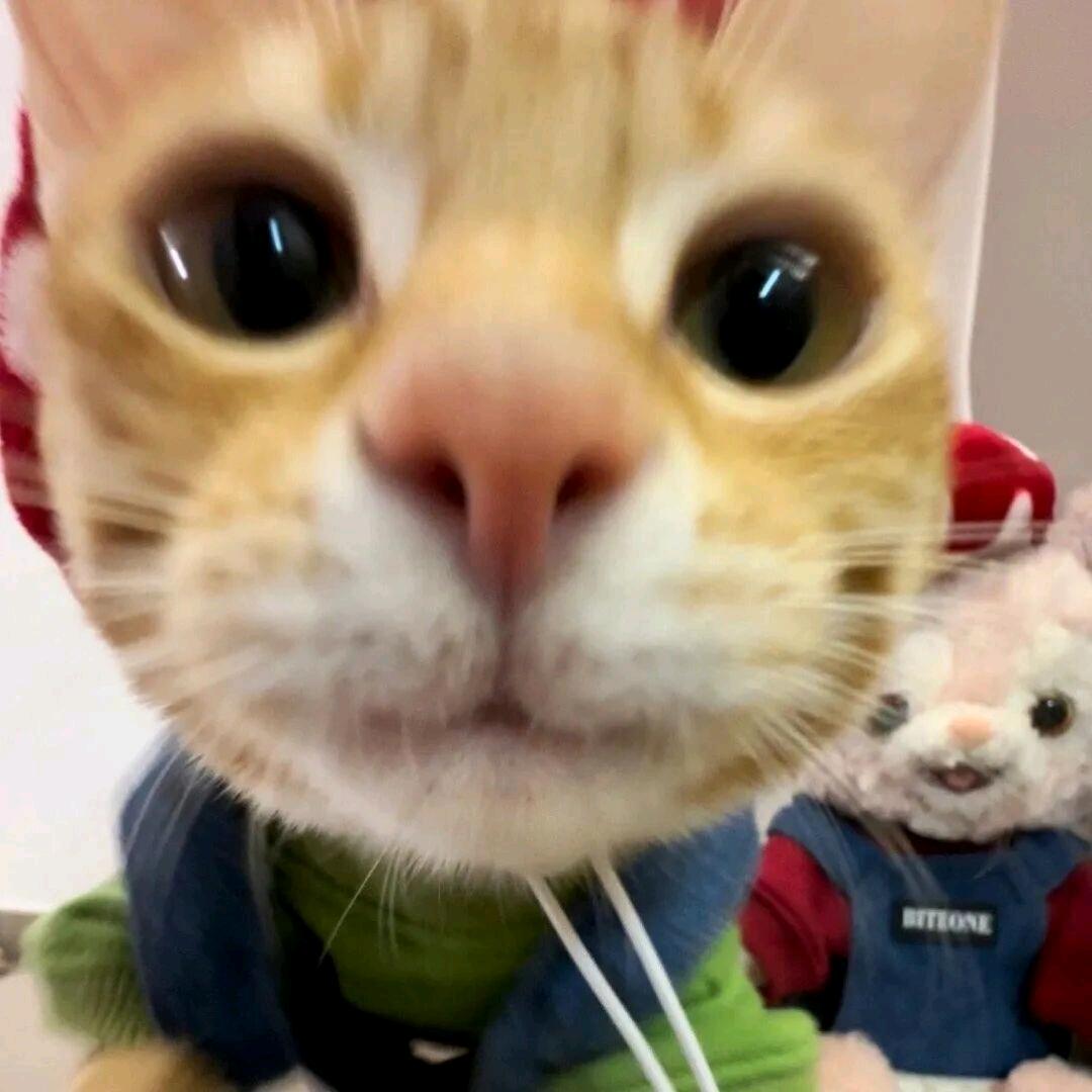 非要我取个名字.