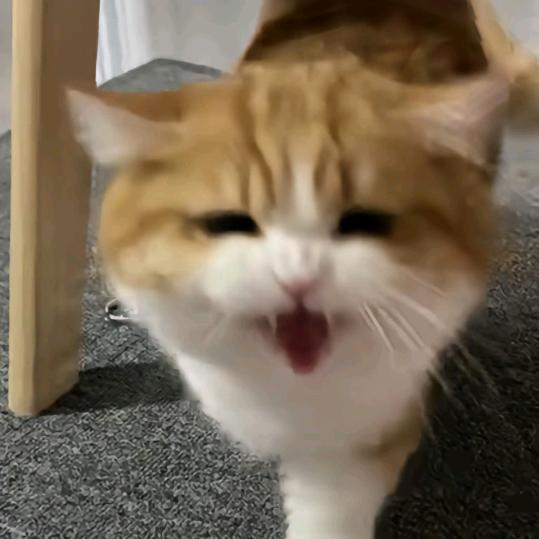 ʬ