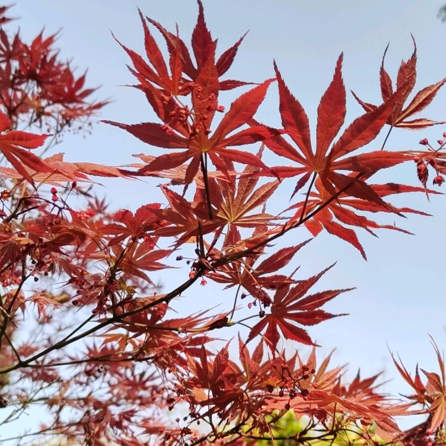 迦禾头像