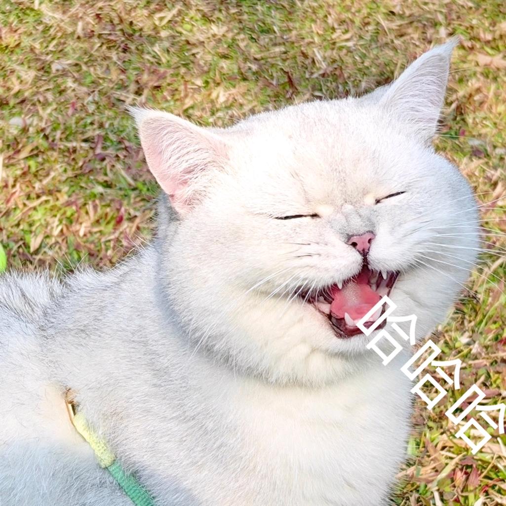 龙猫