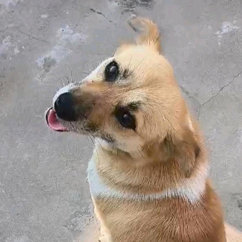 我不会玩布鲁