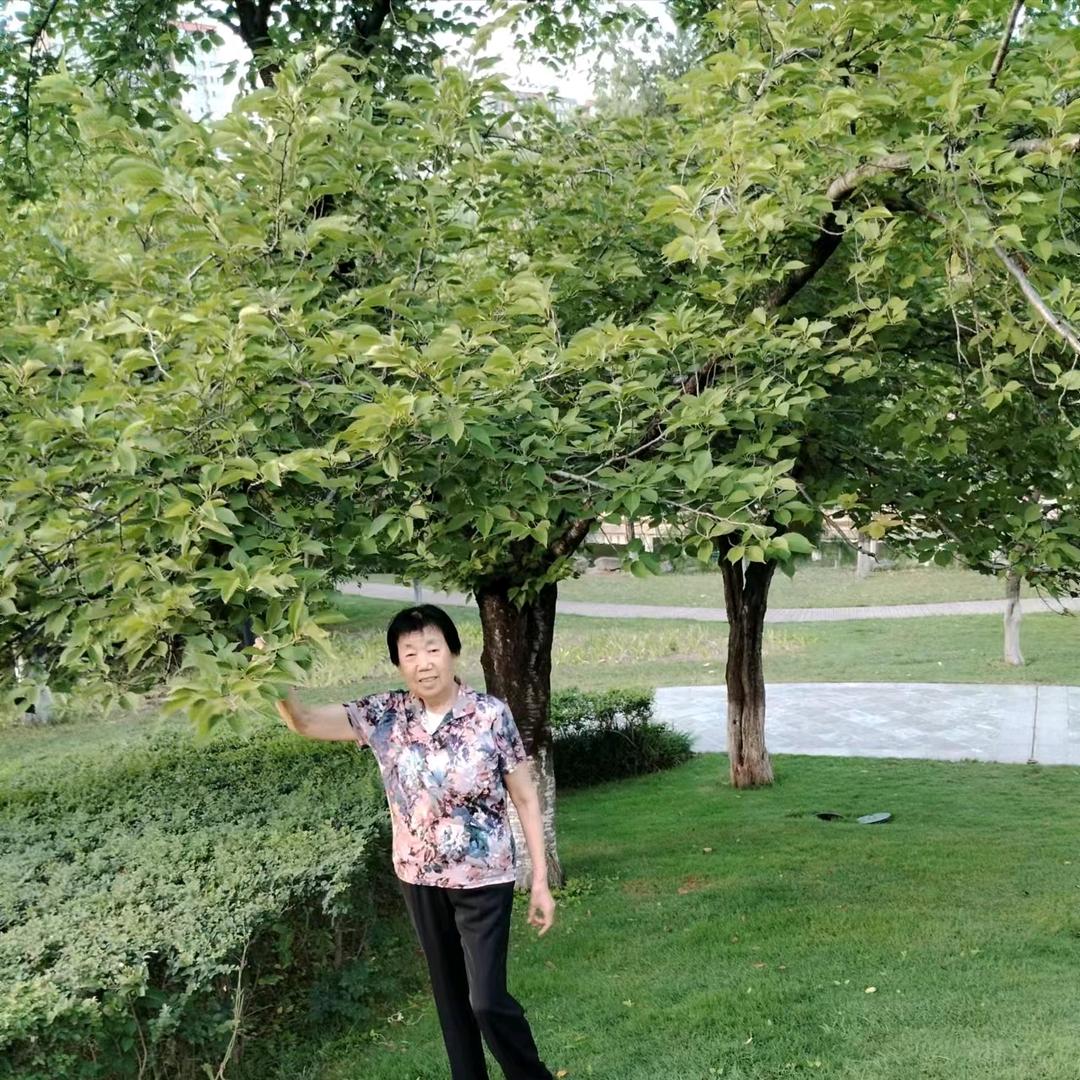 凤凰。