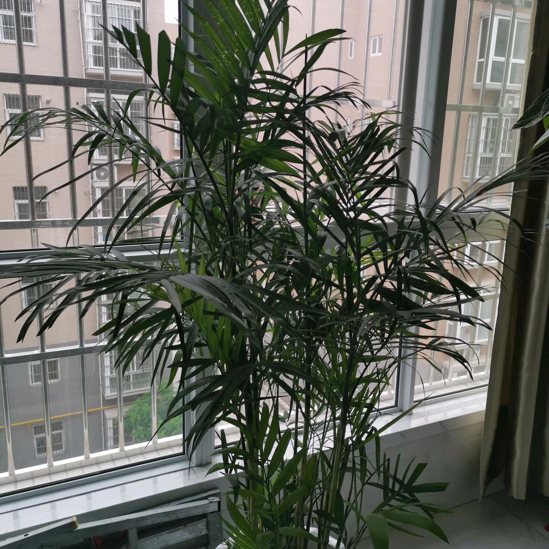 扶摇直上九万里