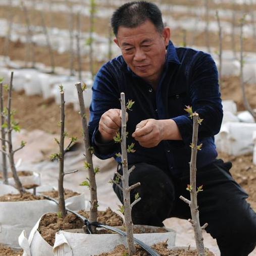 双蜜蜜绿旺果树苗木专卖店