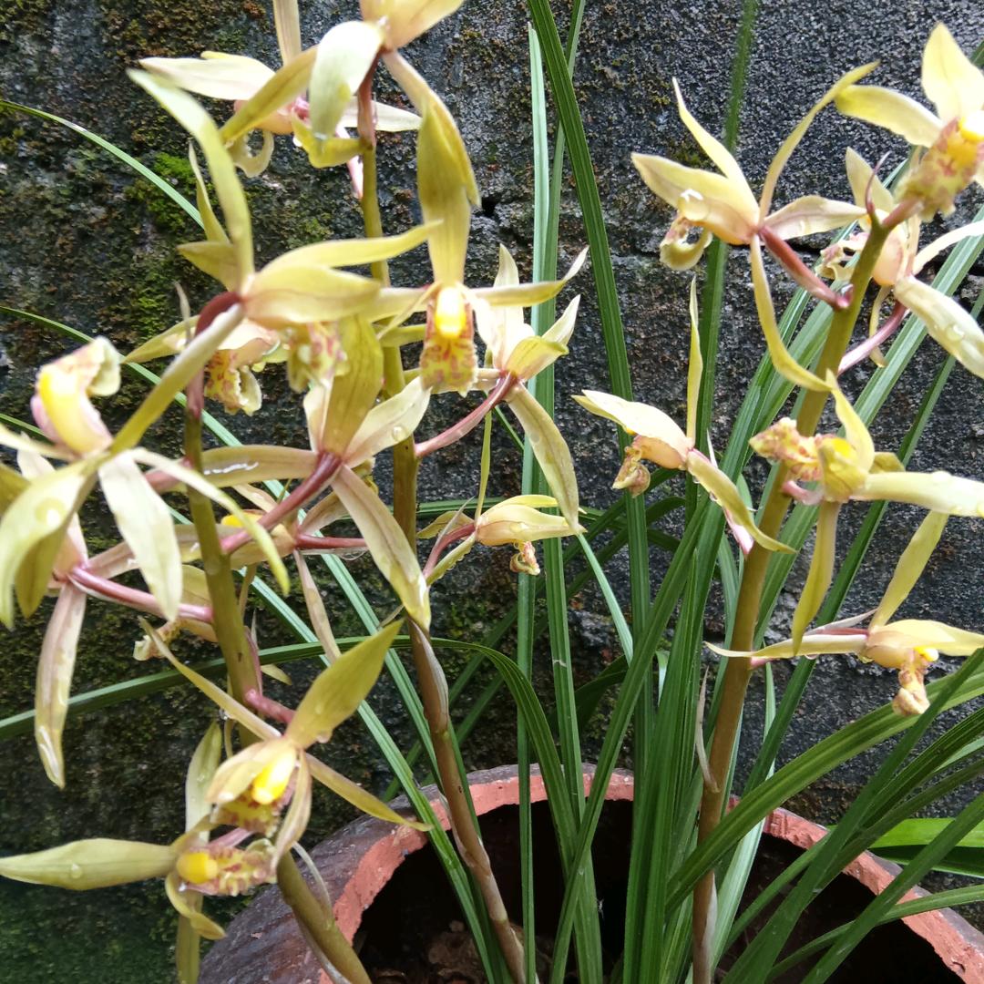 兰之韵空间创造工作室