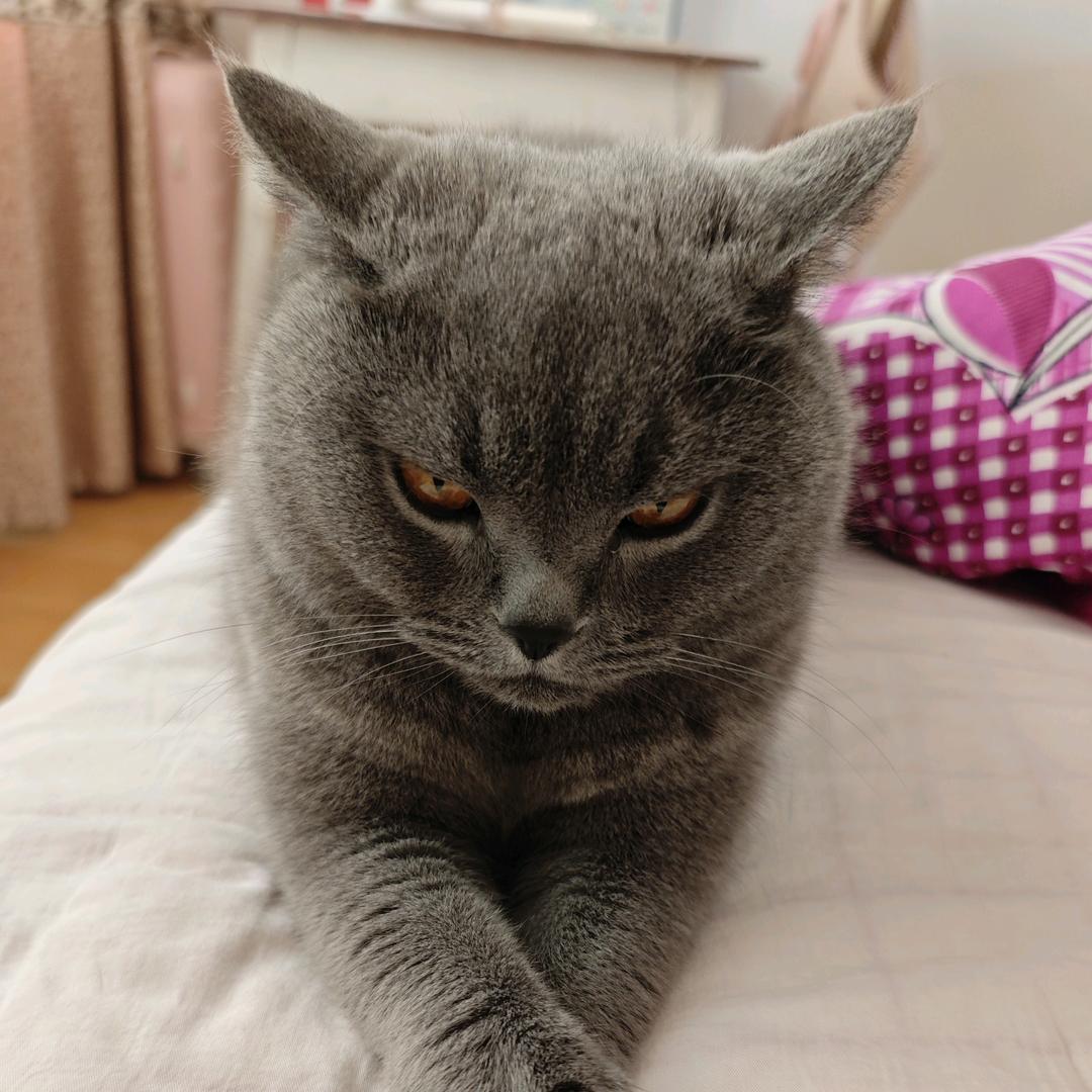 憨憨蓉
