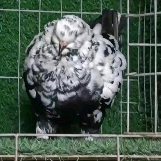 长江鸽宠