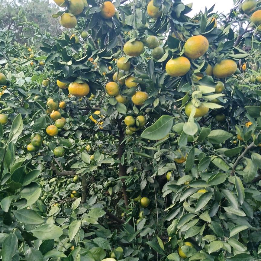昌爷