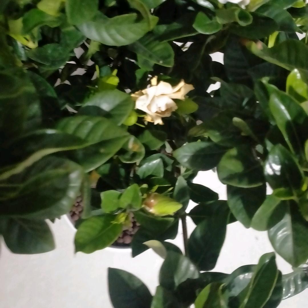 毛毛虫转转