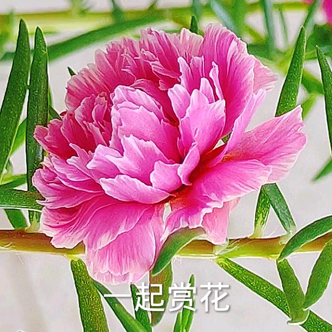 内蒙三姐(家庭养花)