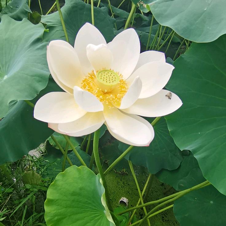 片片相思