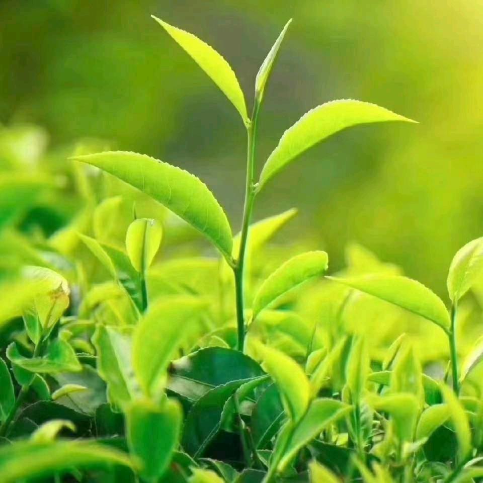 做人如水