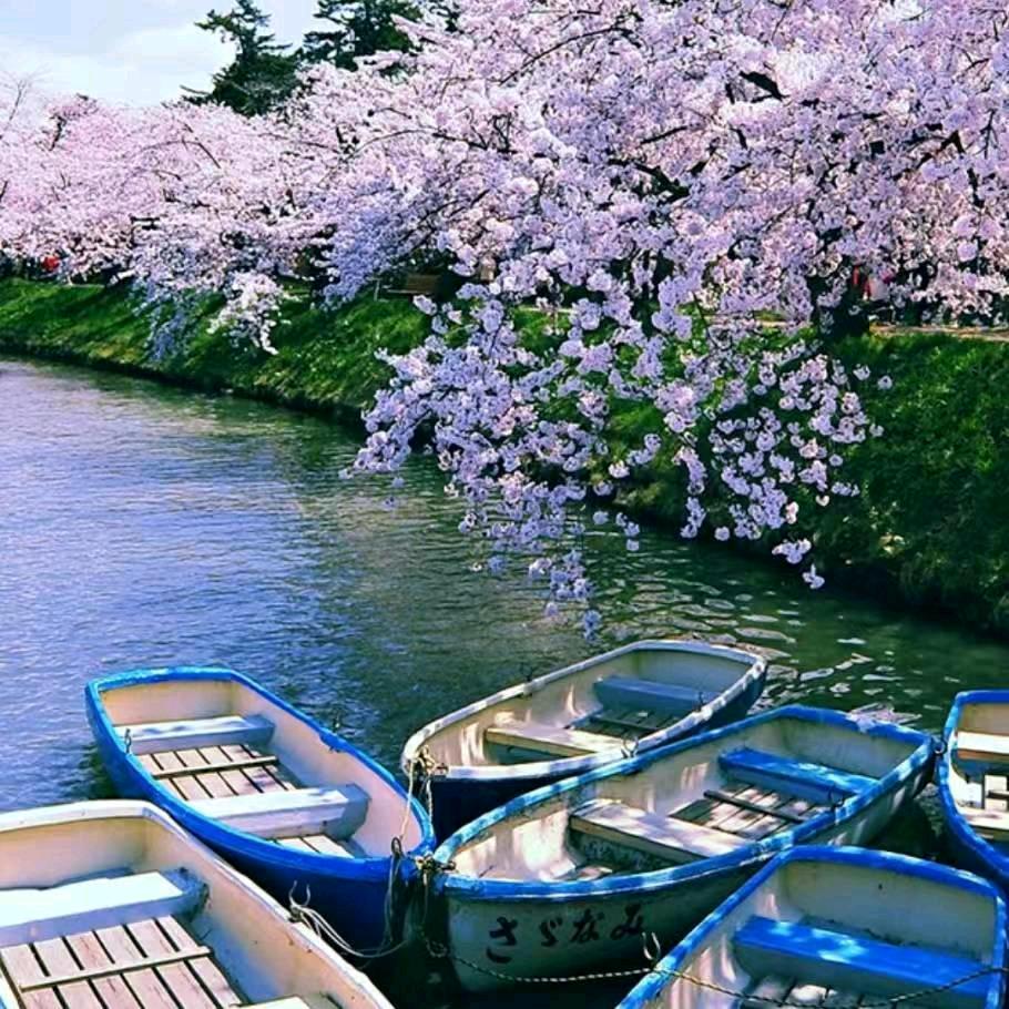 海之花