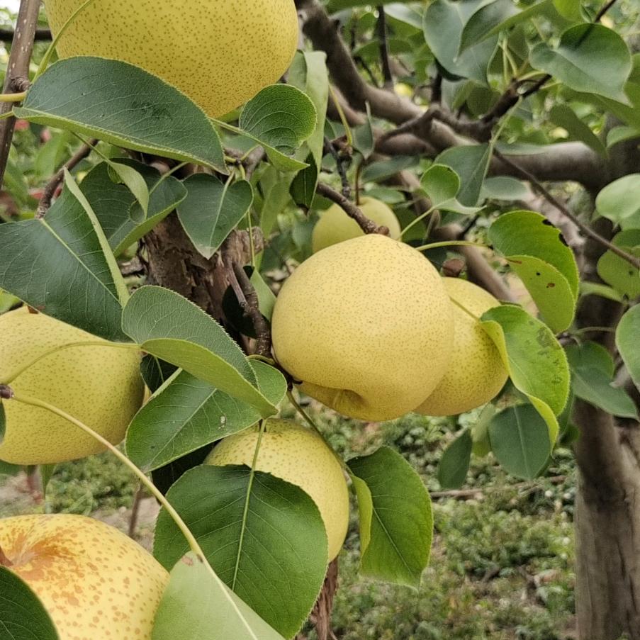 提拉米苏～泔河酥梨基地