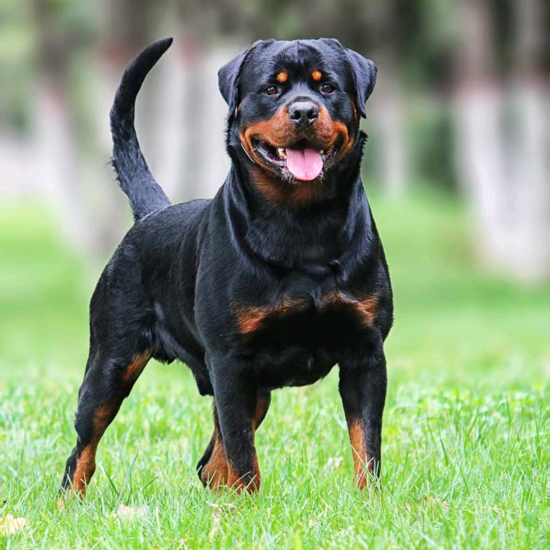 爱家罗威纳直播号