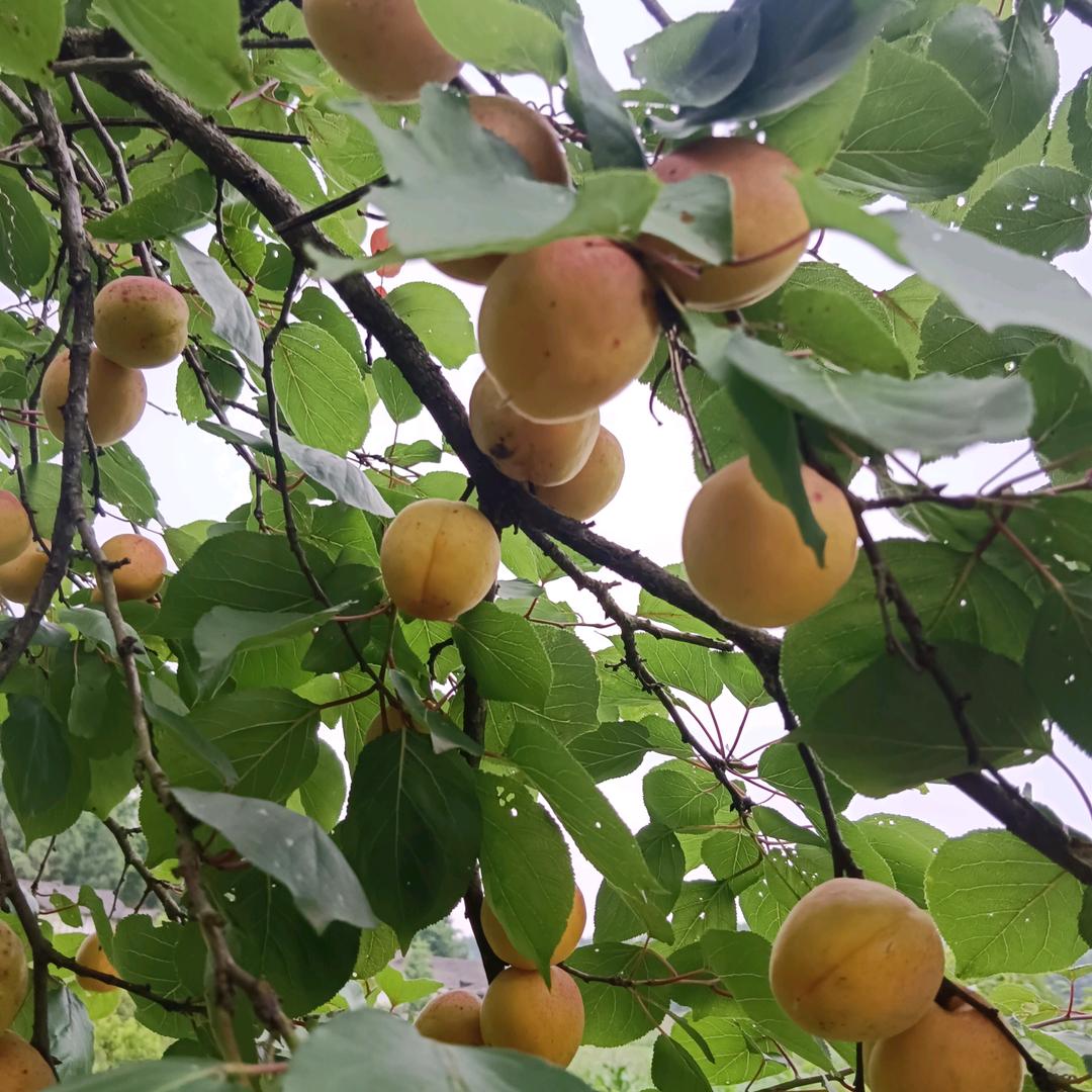 雨中莲