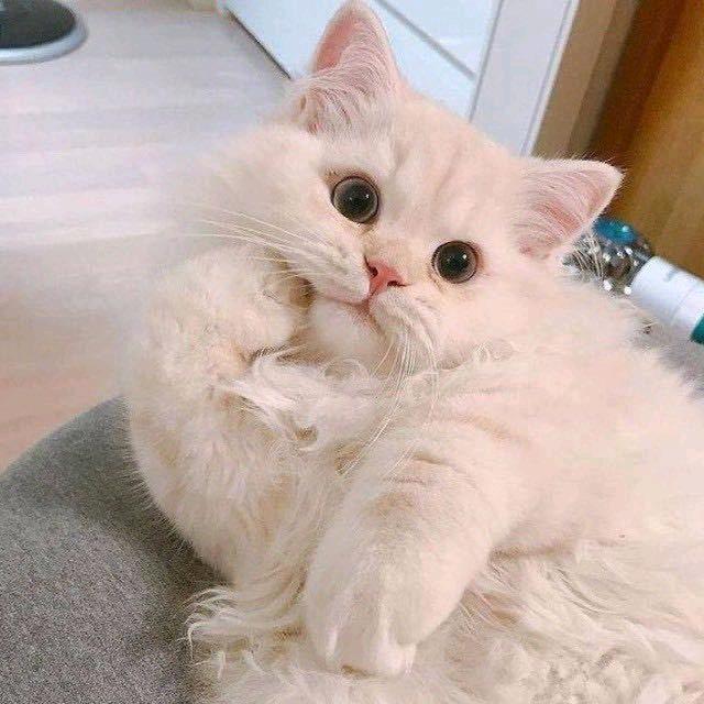 卡卡