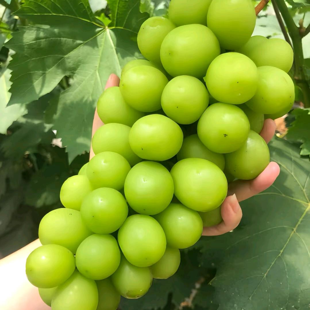 中霖.启汇添香-大鹏