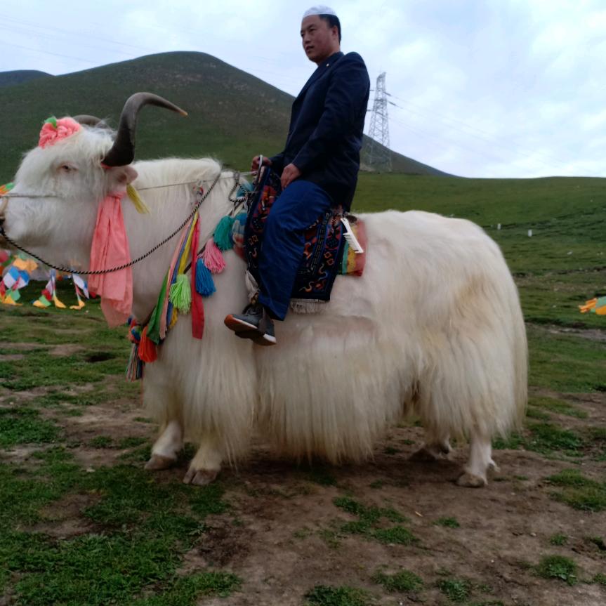 高原牛羊肉服务公司