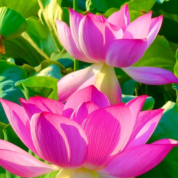 花开富贵园艺
