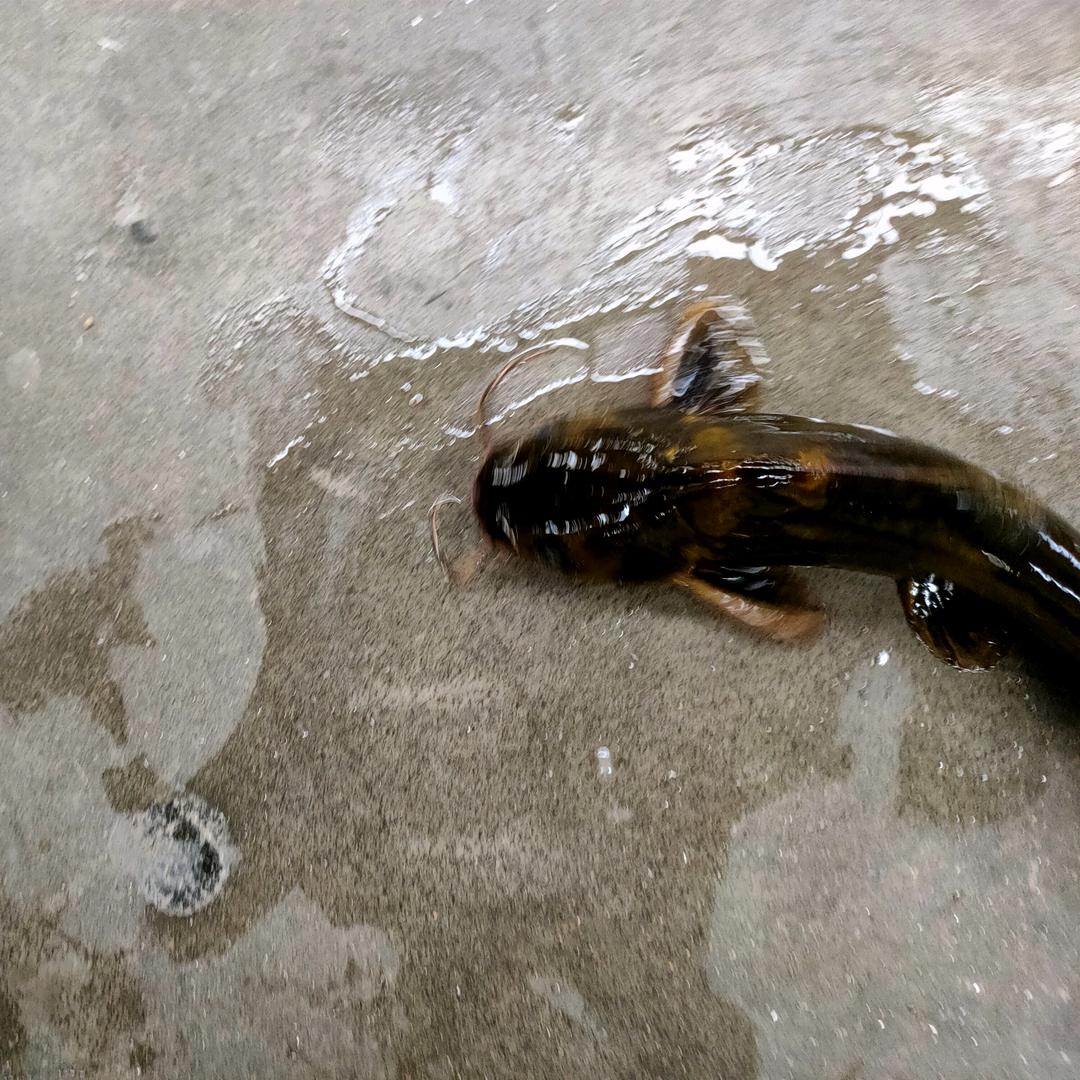 明天晚上