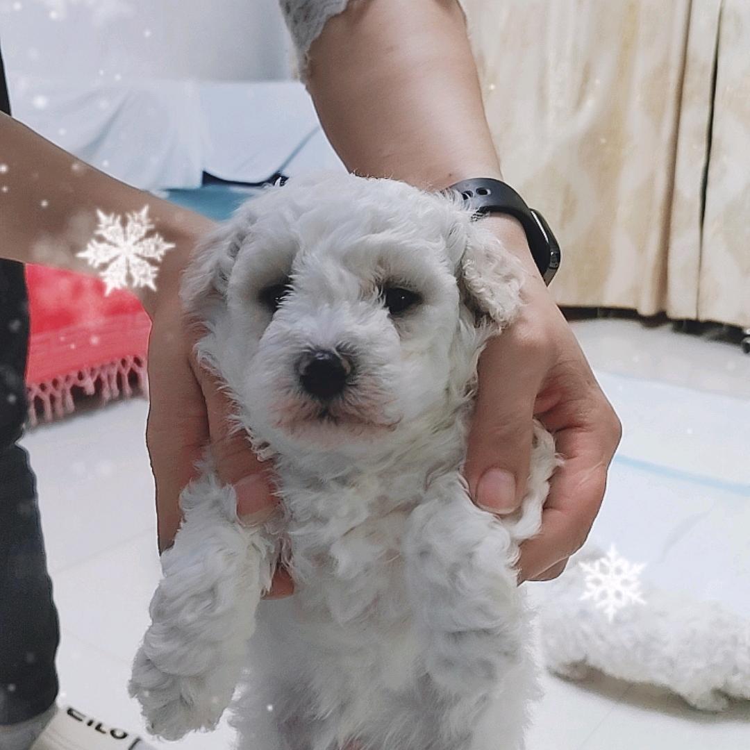 萌萌小宠物