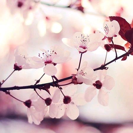 蝴蝶花都的