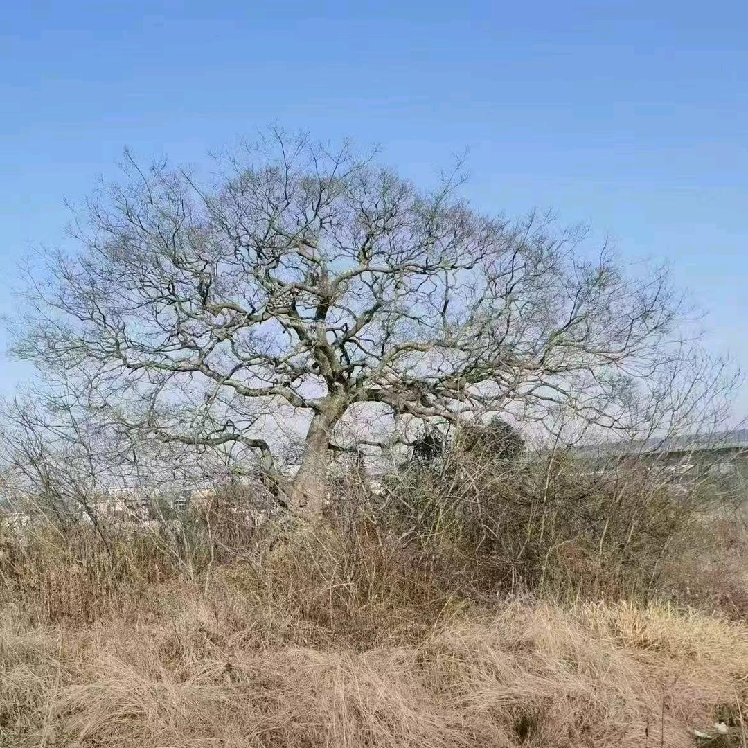新诚苗木种植场